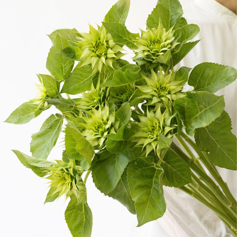 ヒマワリ「グリーンヒル」 | tokyo_shokubutsu_zufu