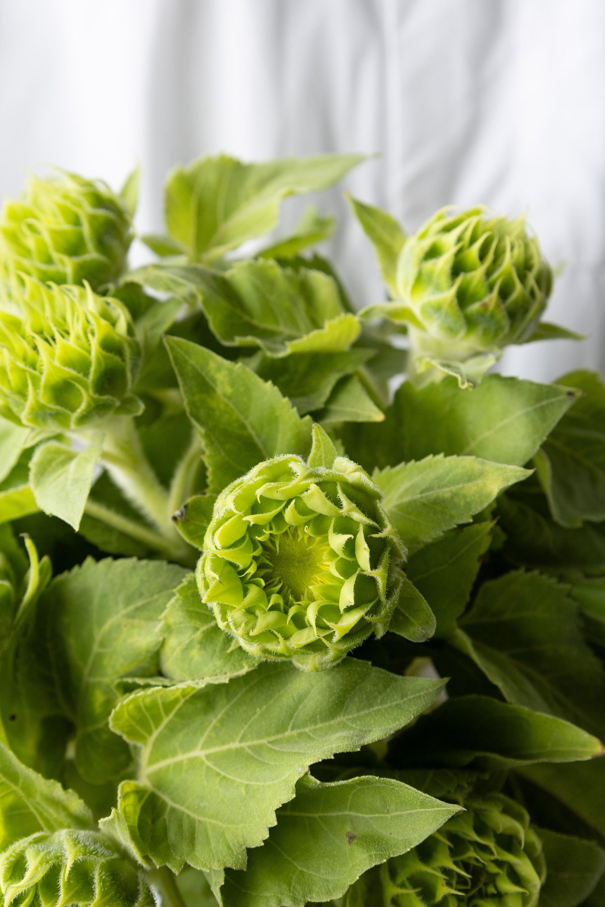 ヒマワリ「グリーンファイヤー」 | tokyo_shokubutsu_zufu