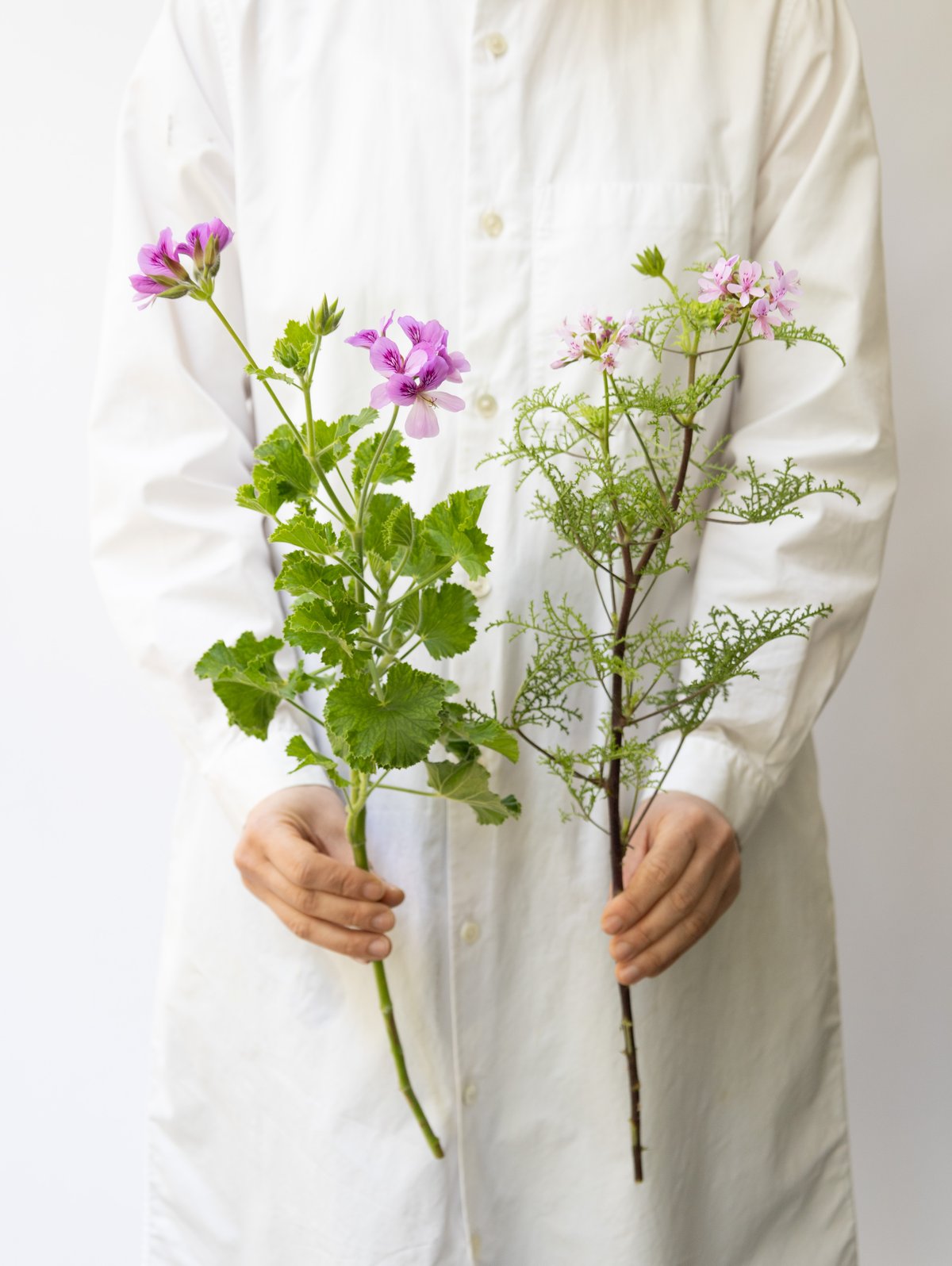 カーネーション「ミモザ・モナリザオレンジ」&「ゼラニューム