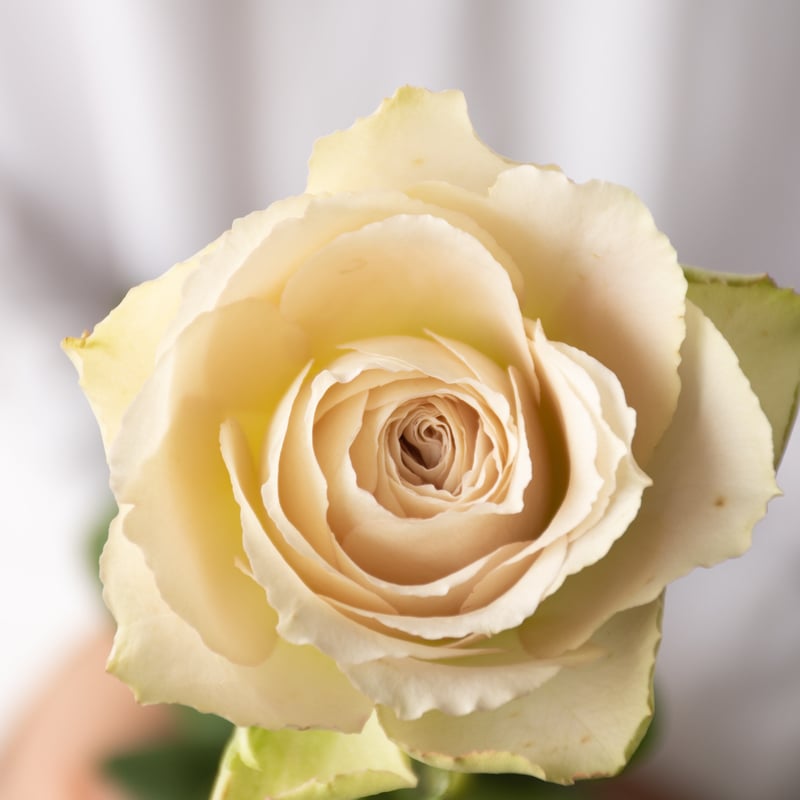 ブレマイ バラ売り 堀木園芸「インマイプレイス」 | tokyo_shokubutsu_zufu