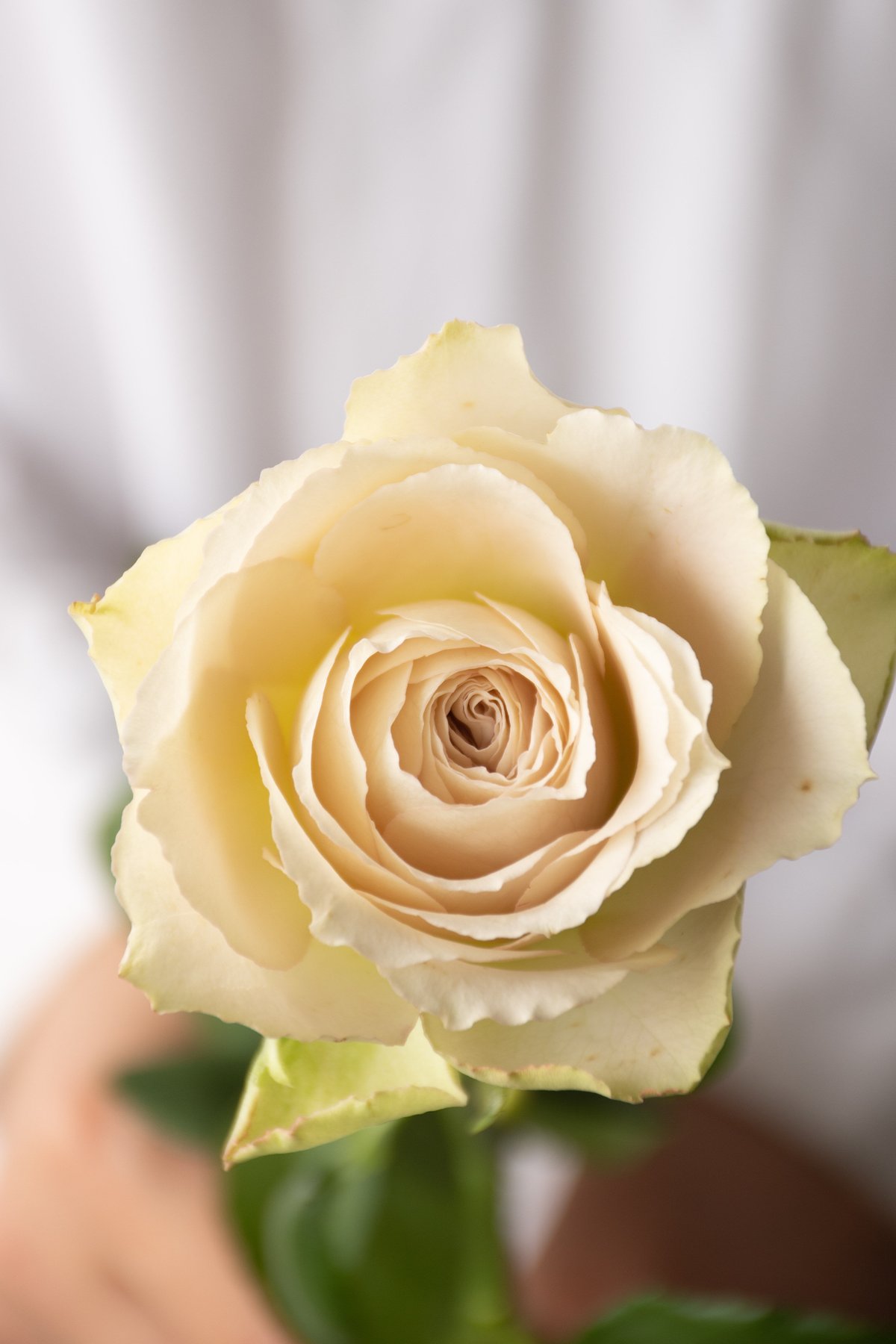 堀木園芸「インマイプレイス」 | tokyo_shokubutsu_zufu