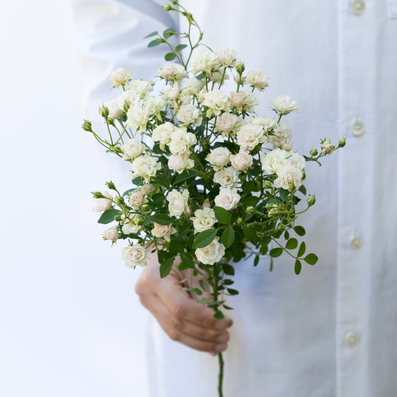 マイクロミニバラ ホワイトウッズ　　ヴェールウッズ苗 マイクロミニバラ ホワイトウッズ ヴェールウッズ苗 ホワイト