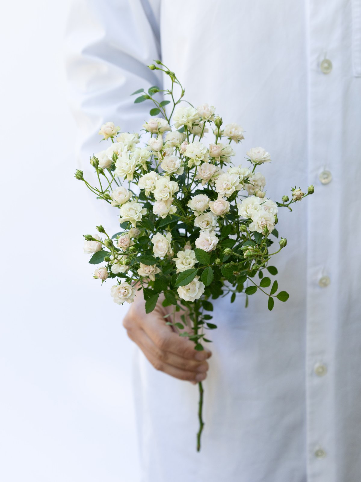 マイクロミニバラ ホワイトウッズ ヴェールウッズ苗 2025年最新