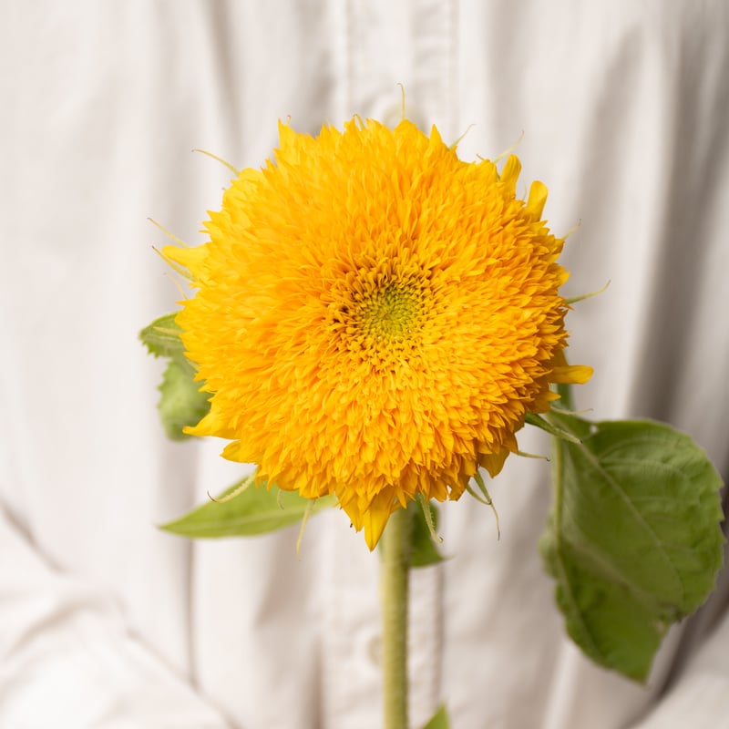 ヒマワリ「テディベア」 | tokyo_shokubutsu_zufu