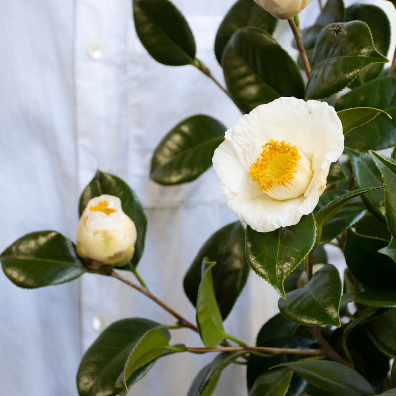 ツバキ「加茂本阿弥」 | tokyo_shokubutsu_zufu