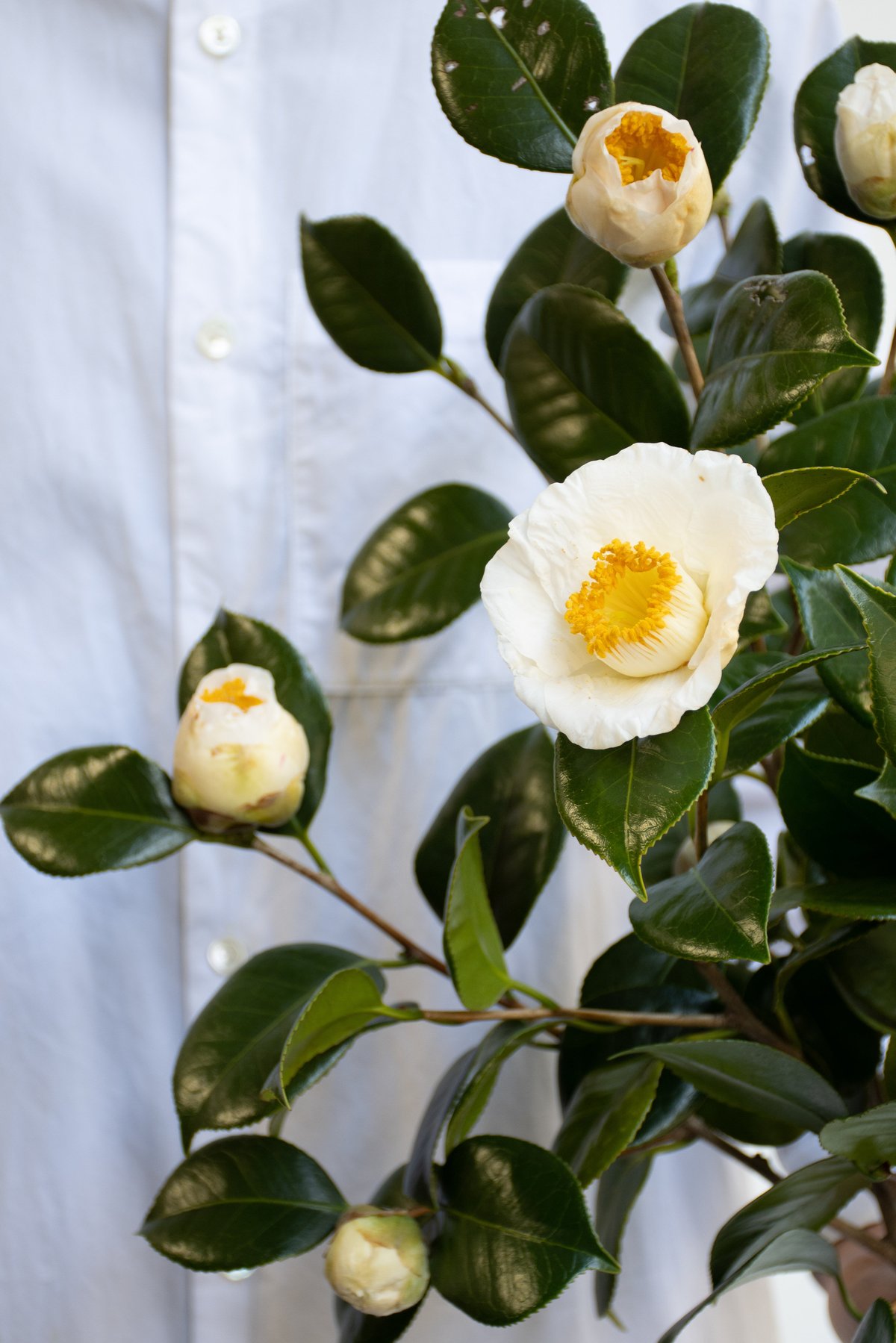 ツバキ「加茂本阿弥」 | tokyo_shokubutsu_zufu