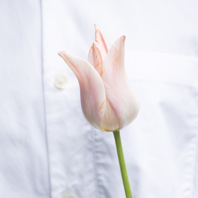 チューリップ「バラードレディ」 | tokyo_shokubutsu_zufu