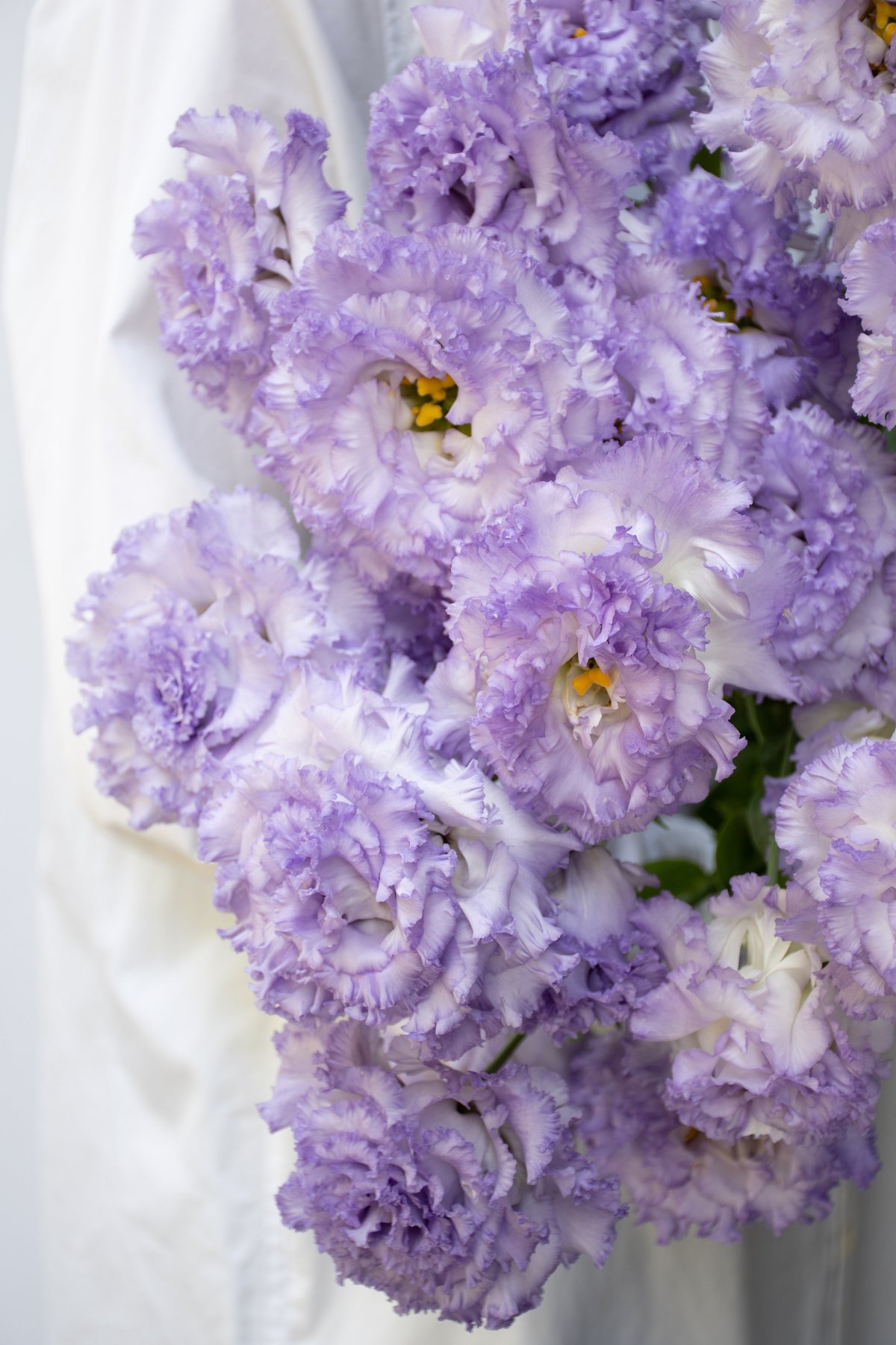 トルコキキョウ「NFラベンダー」 | tokyo_shokubutsu_zufu