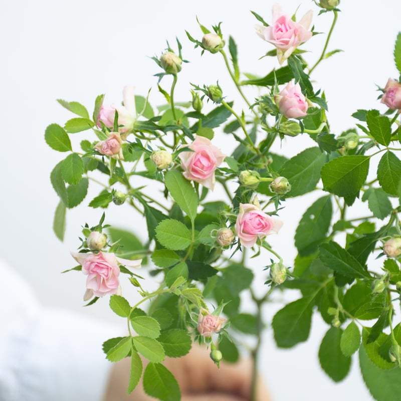 SPバラ「リトルウッズ」 | tokyo_shokubutsu_zufu