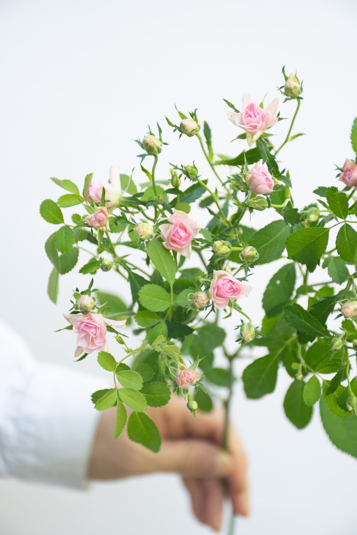 【完売】極小薔薇　リトルウッズ　ソイキャンドル 完売】極小薔薇 リトルウッズ ソイキャンドル