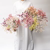 ドライフラワー「スモークツリー」 | tokyo_shokubutsu_zufu