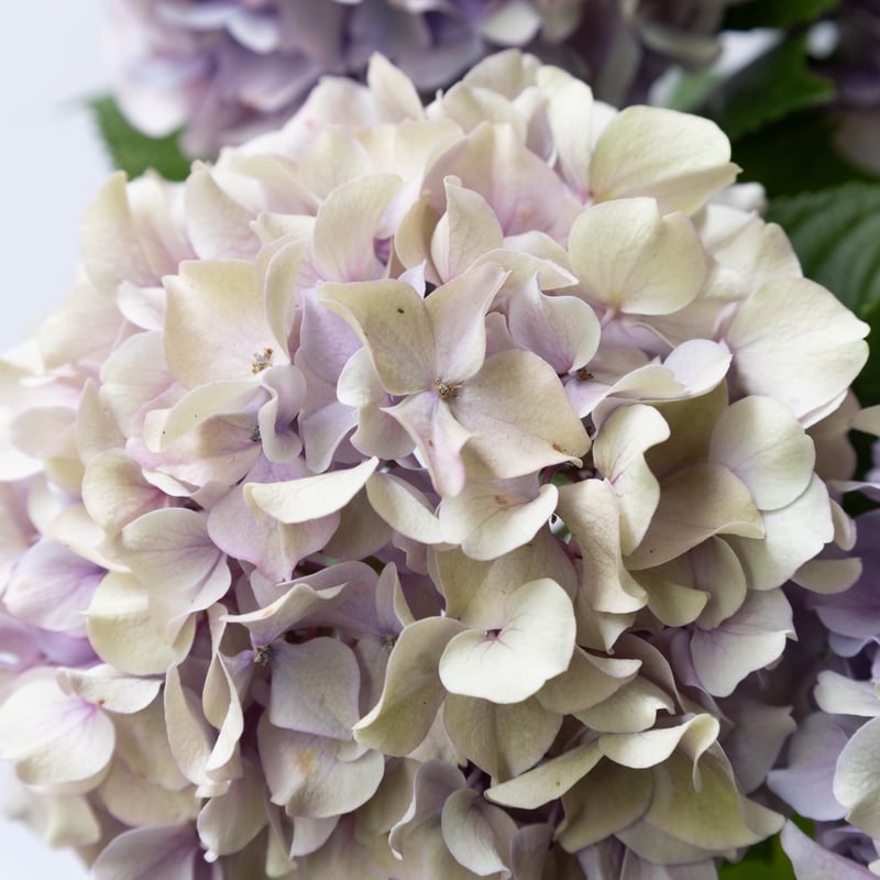 アジサイ「アンティーク ハミングブルー」 | tokyo_shokubutsu_zufu