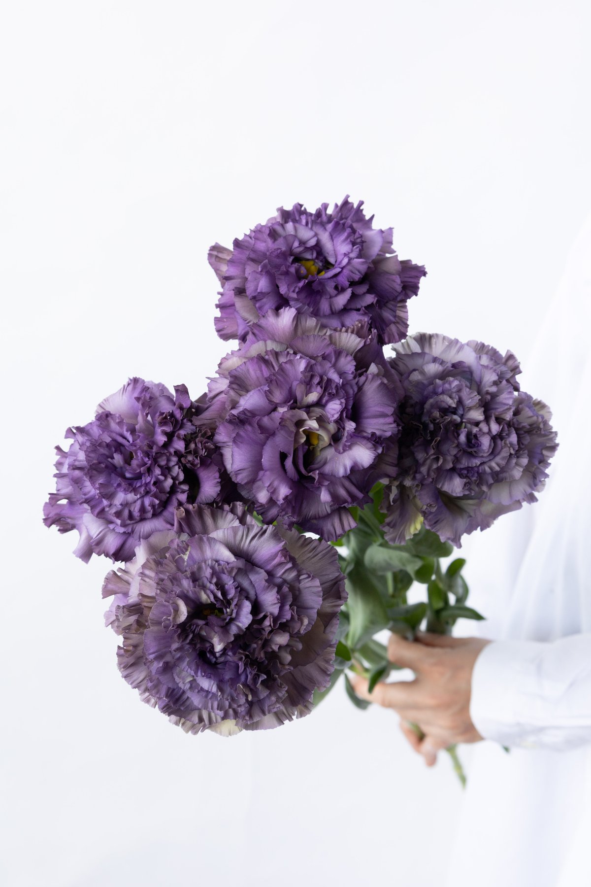 トルコキキョウ「NFアンティークブルー」 | tokyo_shokubutsu_zufu