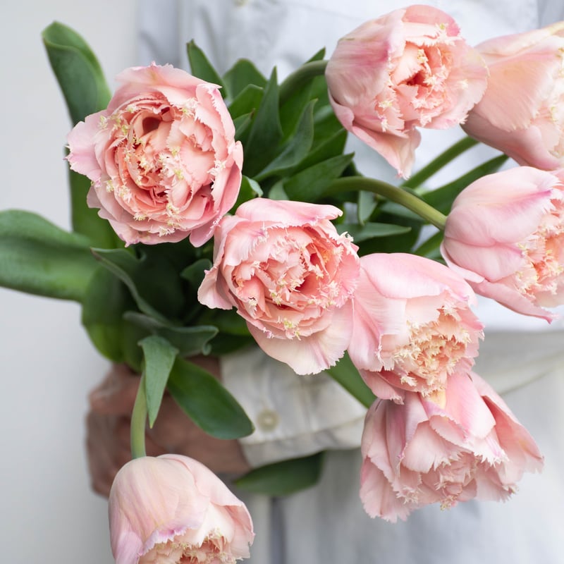 チューリップ「ピンクマジック」 | tokyo_shokubutsu_zufu