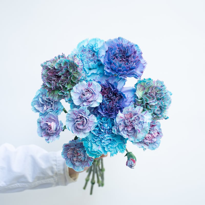 カーネーション「ブルーミックス」 | tokyo_shokubutsu_zufu