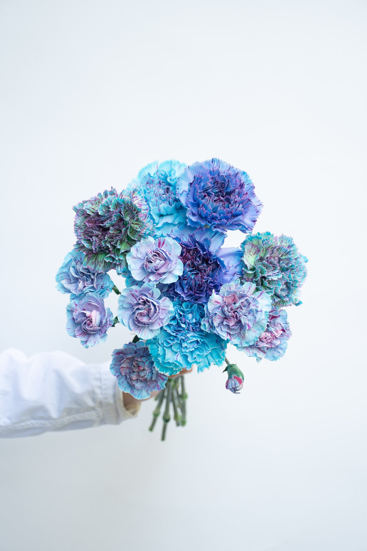 青いカーネーション 青いカーネーションの花言葉「幸運を呼ぶ」 大切な人に幸せを
