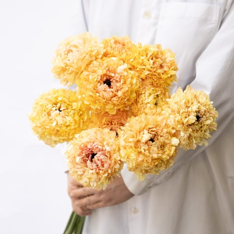 CATEGORY ラナンキュラス | tokyo_shokubutsu_zufu