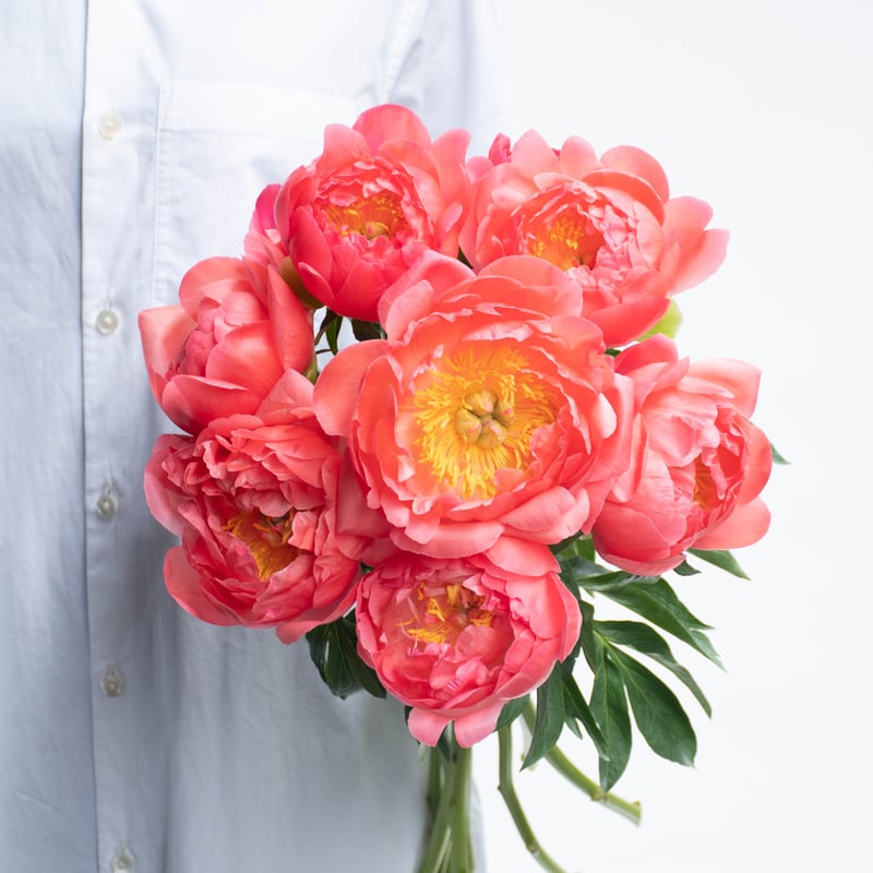 シャクヤク「コーラルサンセット」 | tokyo_shokubutsu_zufu