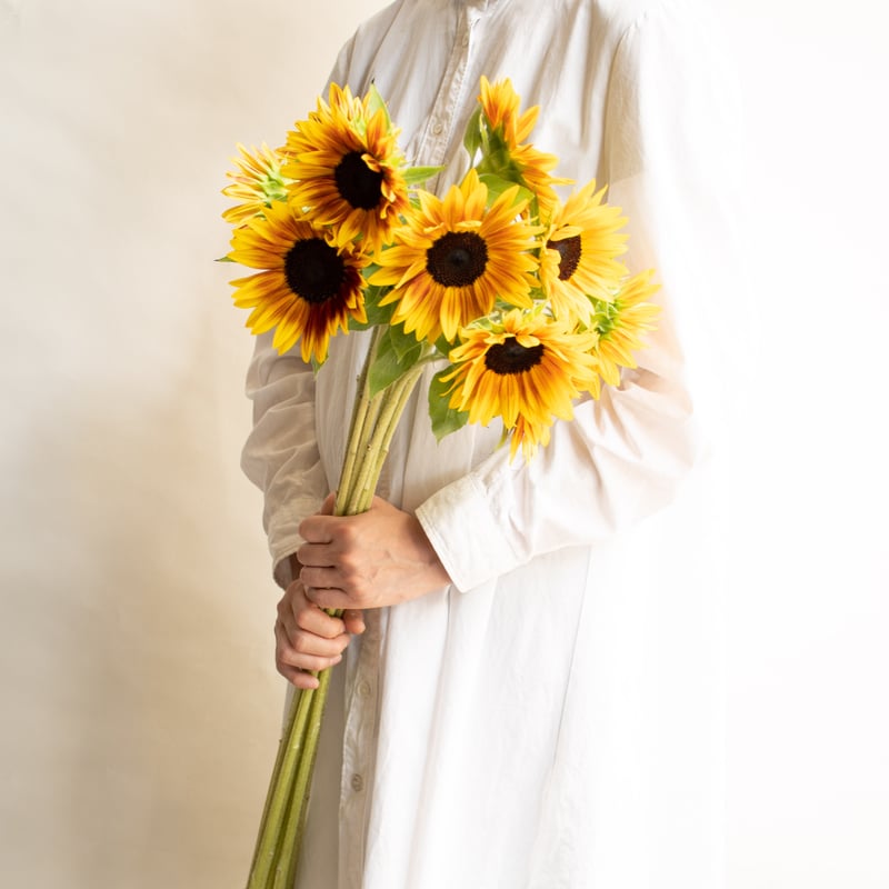 ヒマワリ「サンリッチマロン」 | tokyo_shokubutsu_zufu