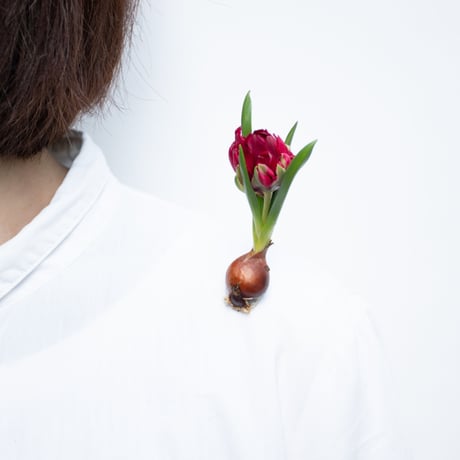 チューリップ「テタテ」