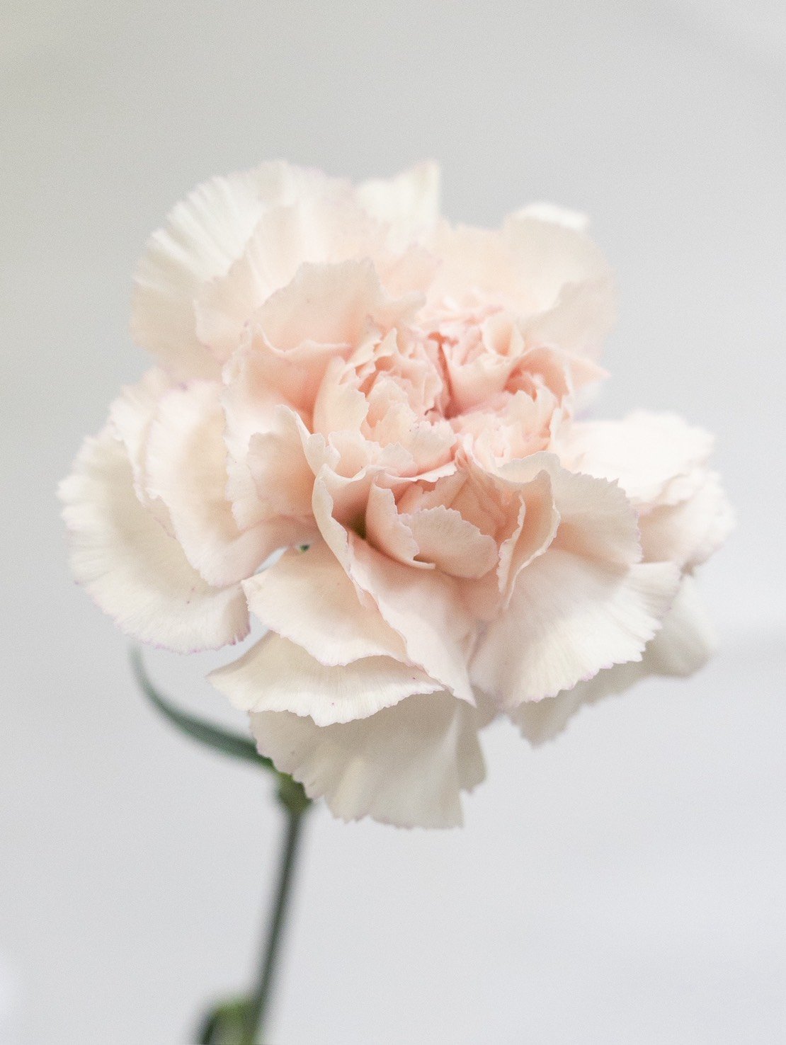 カーネーション「ブライダルダマスカス」 10本 | tokyo_shokubutsu_zufu