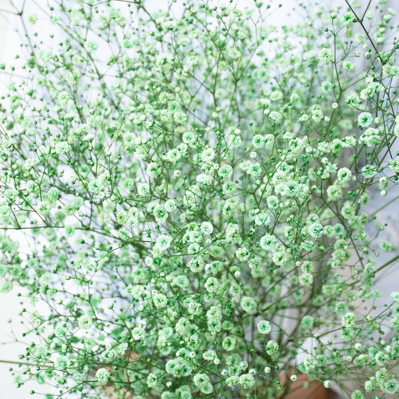 かすみ草「染め5色ミックス」 | tokyo_shokubutsu_zufu
