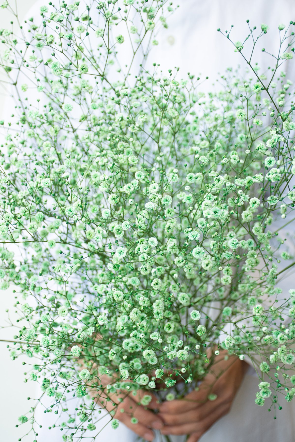 かすみ草「染め5色ミックス」 | tokyo_shokubutsu_zufu