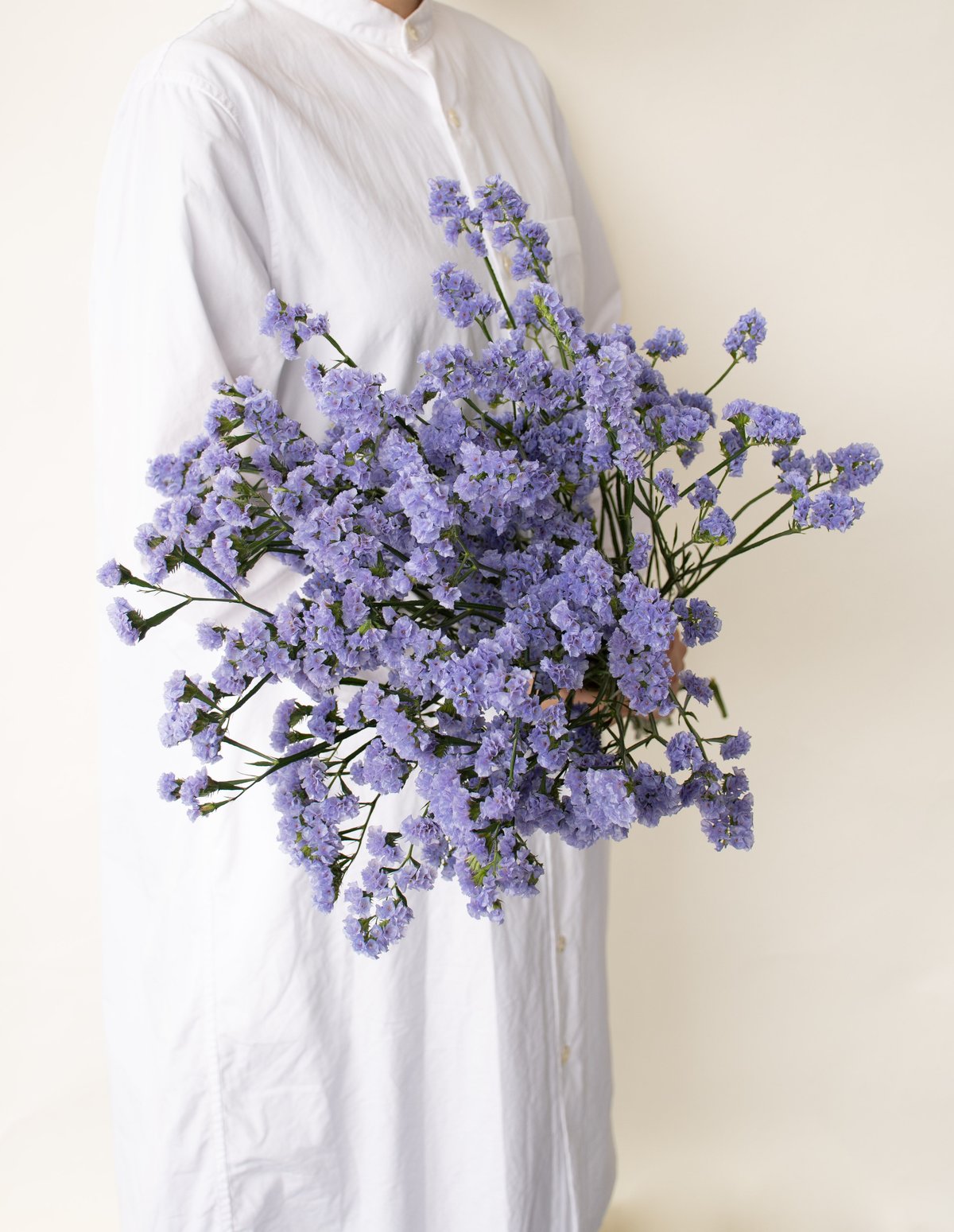 スターチス「スカイライト」 | tokyo_shokubutsu_zufu