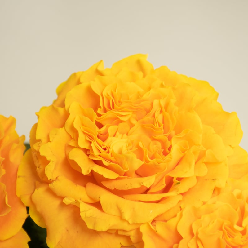 バラ「マンゴーリーバ」 | tokyo_shokubutsu_zufu