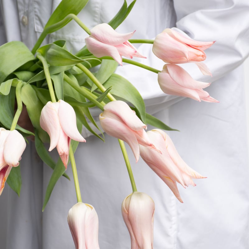 チューリップ「バラードレディ」 | tokyo_shokubutsu_zufu