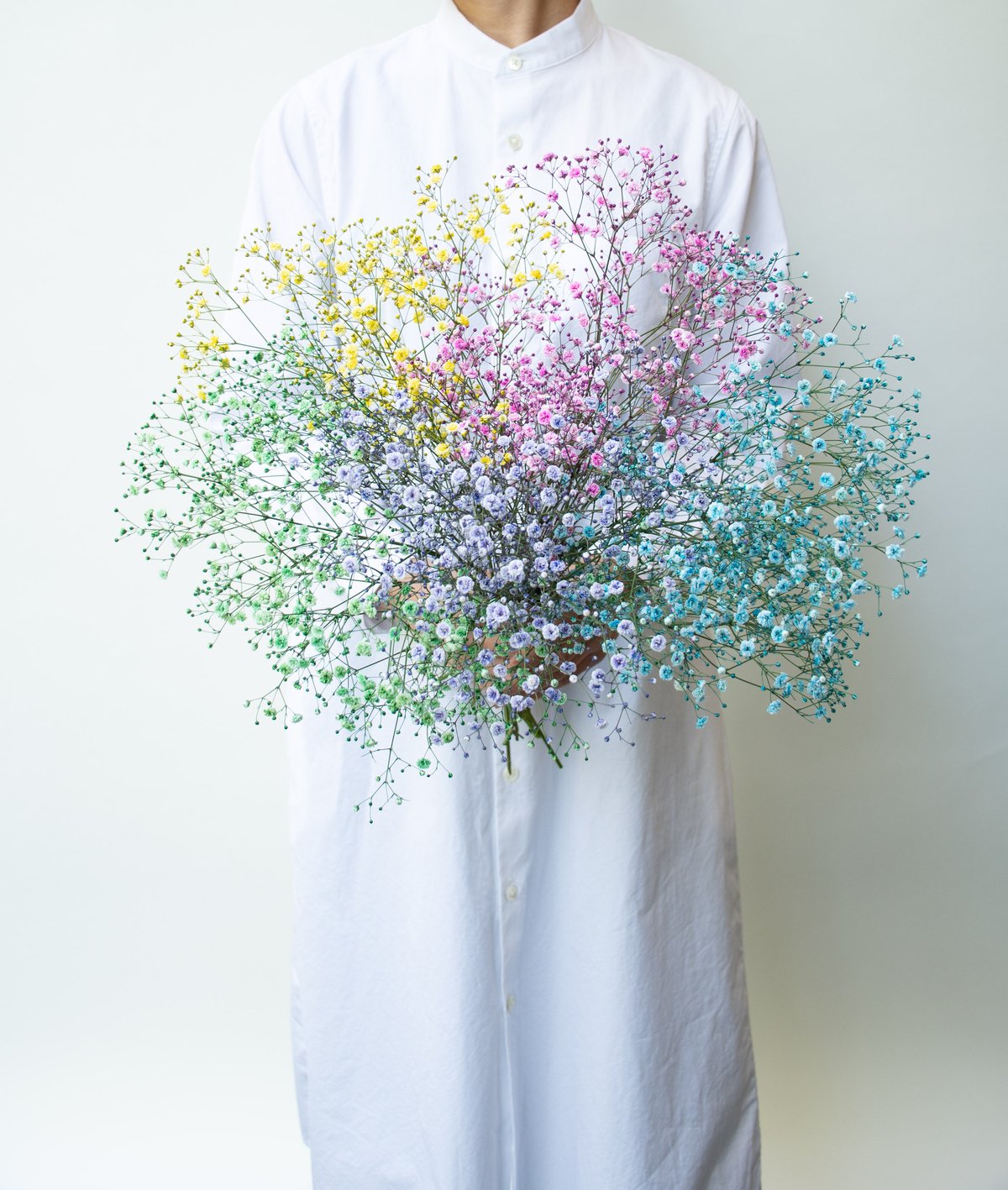 かすみ草「染め5色ミックス」 | tokyo_shokubutsu_zufu