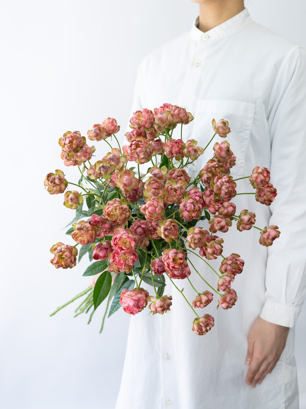 スプレー咲きバラ「ラディッシュ」 | tokyo_shokubutsu_zufu