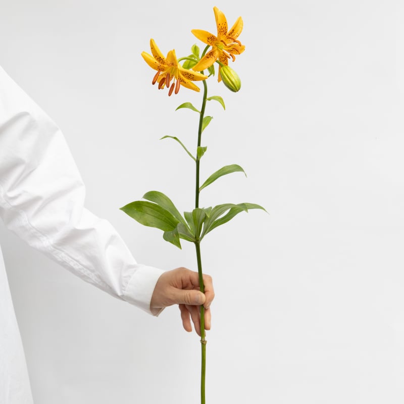 ユリ「竹島ユリ」 | tokyo_shokubutsu_zufu