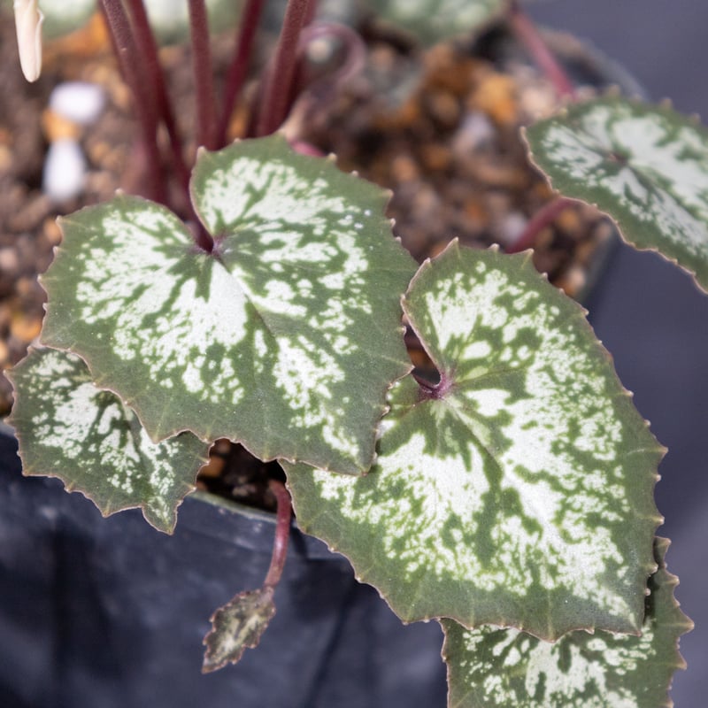 はら園芸「原種シクラメンセット」 | tokyo_shokubutsu_zufu
