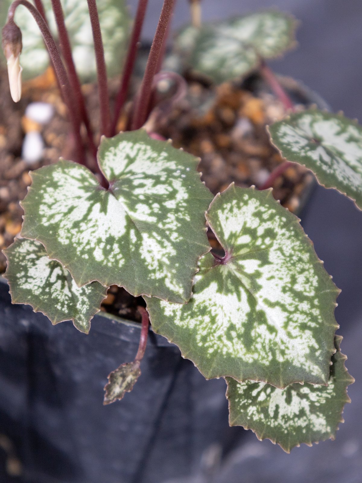 はら園芸「原種シクラメンセット」 | tokyo_shokubutsu_zufu