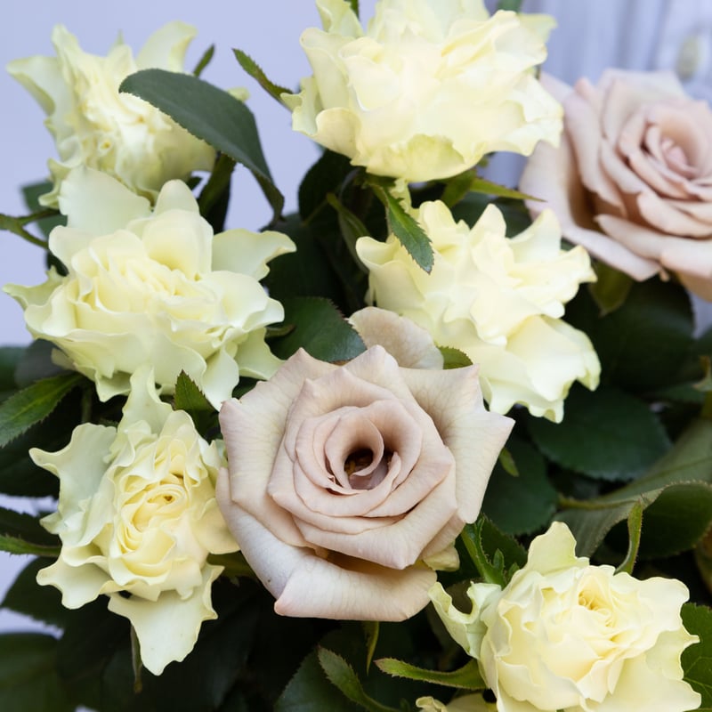 バラ「ミルクティ」 | tokyo_shokubutsu_zufu