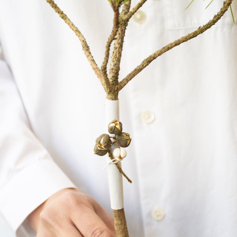 南京ハゼ | tokyo_shokubutsu_zufu