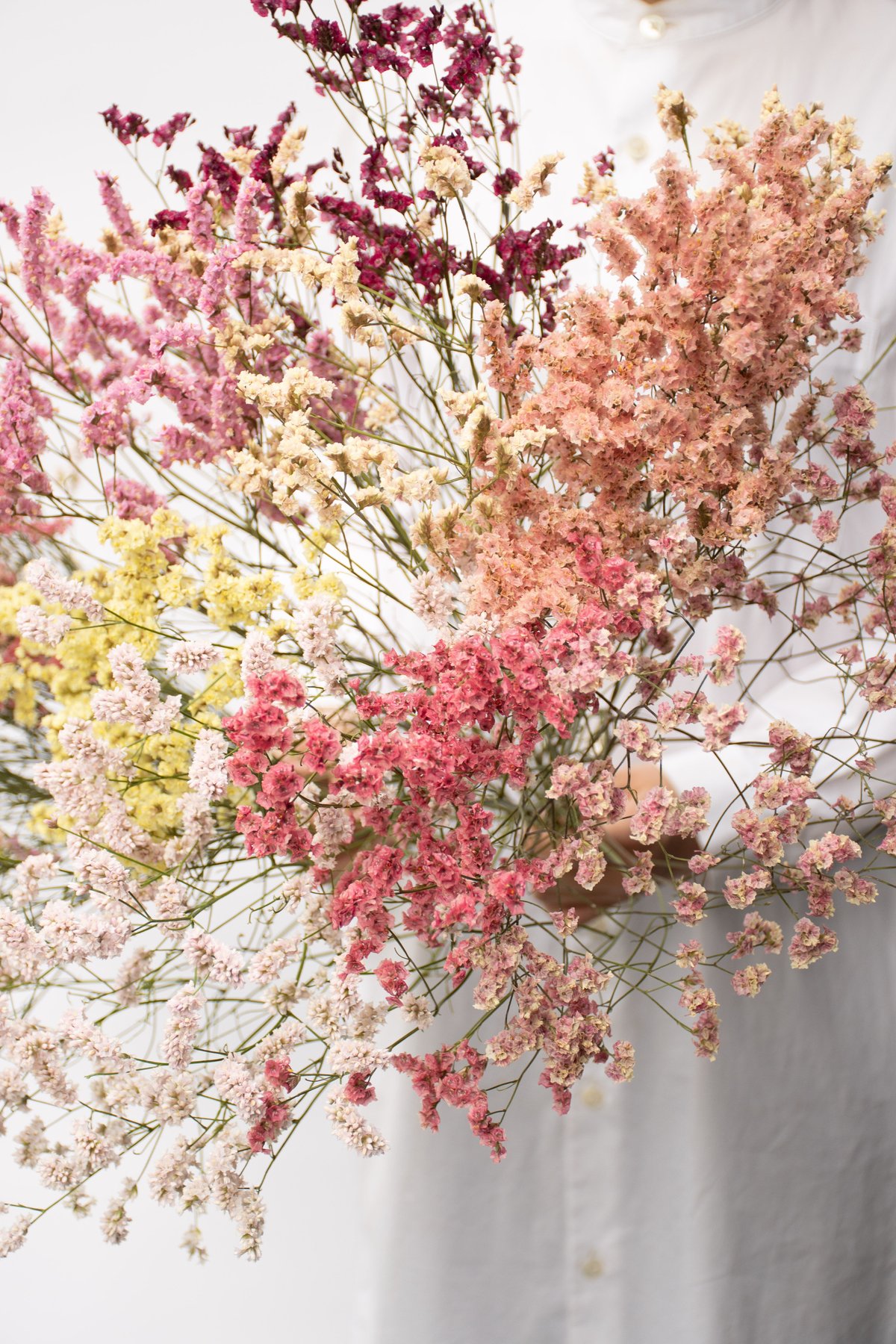 ドライフラワー「リモニュームミックス」小 | tokyo_shokubutsu_zufu