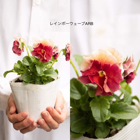 パンジービオラ「ミックス」