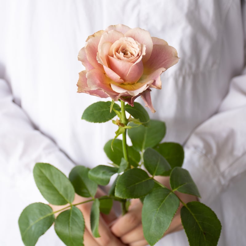 卓上のバラ バラ「堀木園芸 テーブルフォートゥー」 | tokyo_shokubutsu_zufu