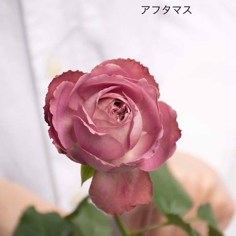 堀木園芸「バラミックス」 10本