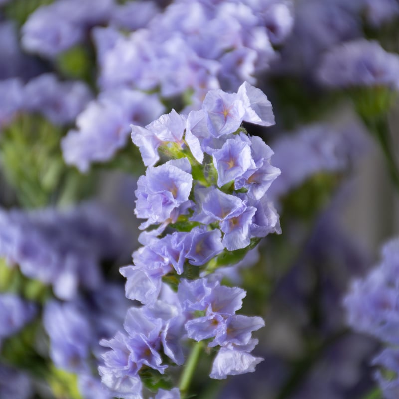 エリンジウムと紫陽花のパープル2Wayガーランド　スターチス　ユーカリ　貝細工 エリンジウムと紫陽花のパープル2Wayガーランド スターチス