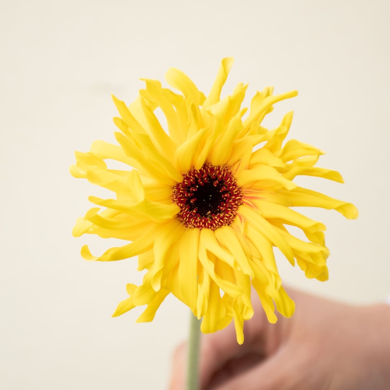 赤黄ベロベテイ　フルパラ バラ苗 予約大苗 2026 スーパー トローパー Super Trouper 国産