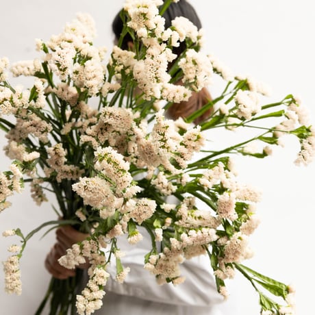 CATEGORY スターチス | tokyo_shokubutsu_zufu