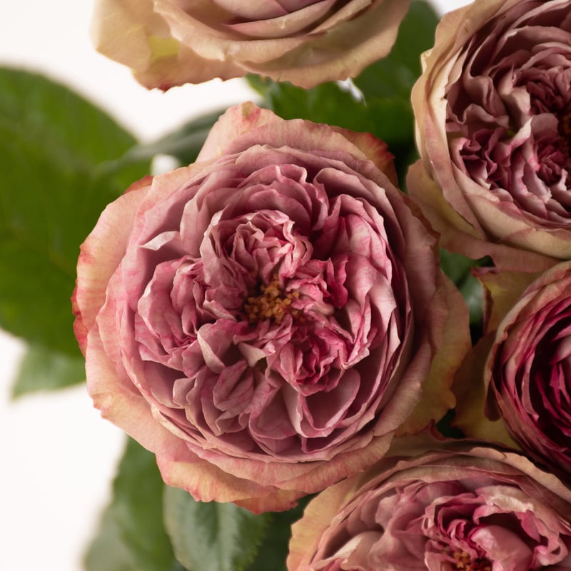 バラ堀木園芸「ナッシングウィズアウトユー」 | tokyo_shokubutsu_zufu