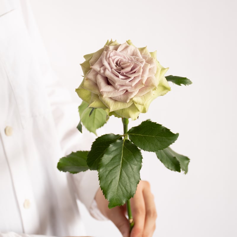 SPバラ「ラビンダグリーンスプレー」 | tokyo_shokubutsu_zufu