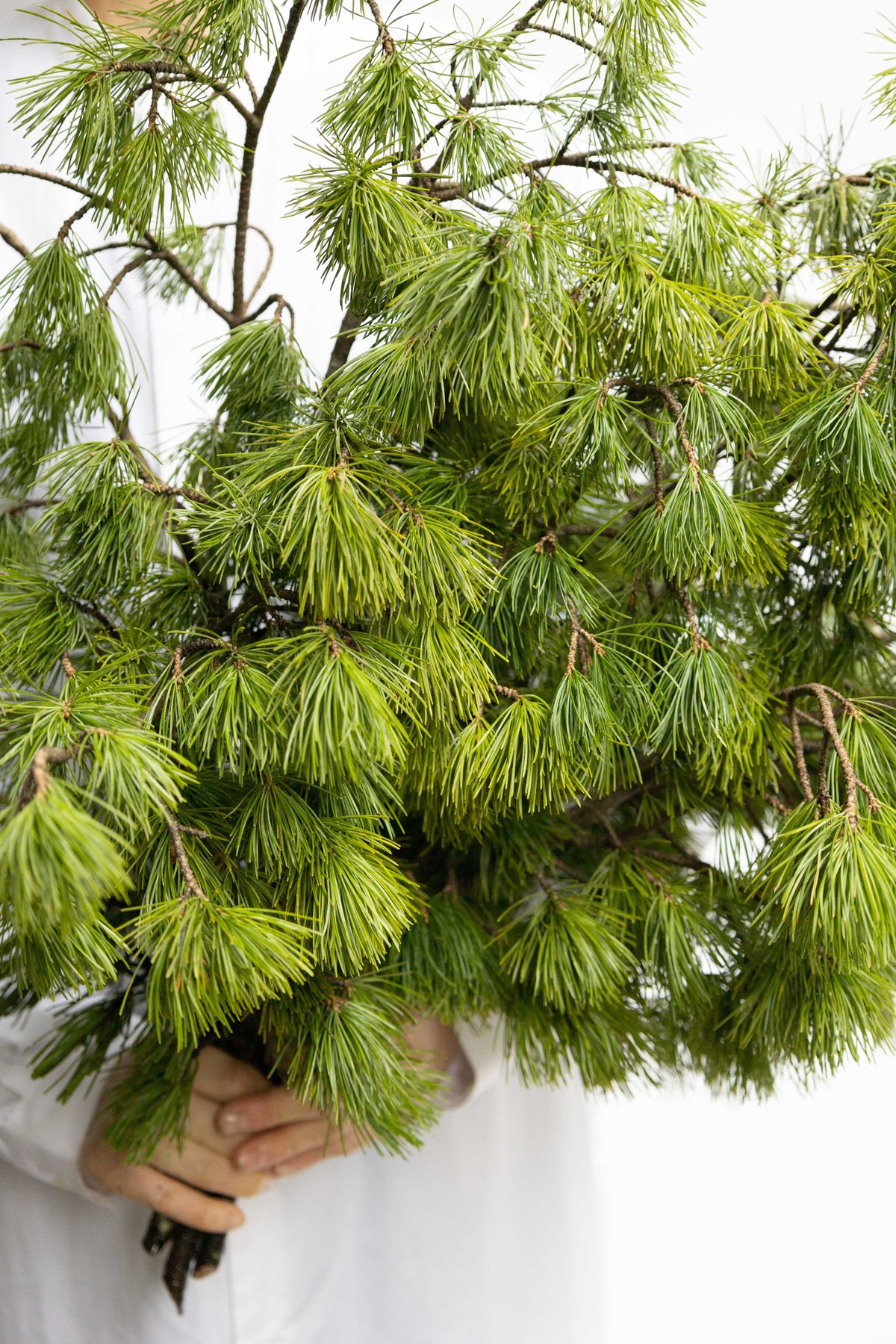 松「姫五葉松」 | tokyo_shokubutsu_zufu