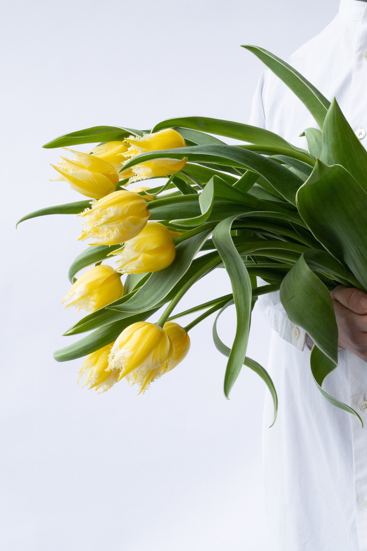 チューリップの花 fit=scale-down,w=1200