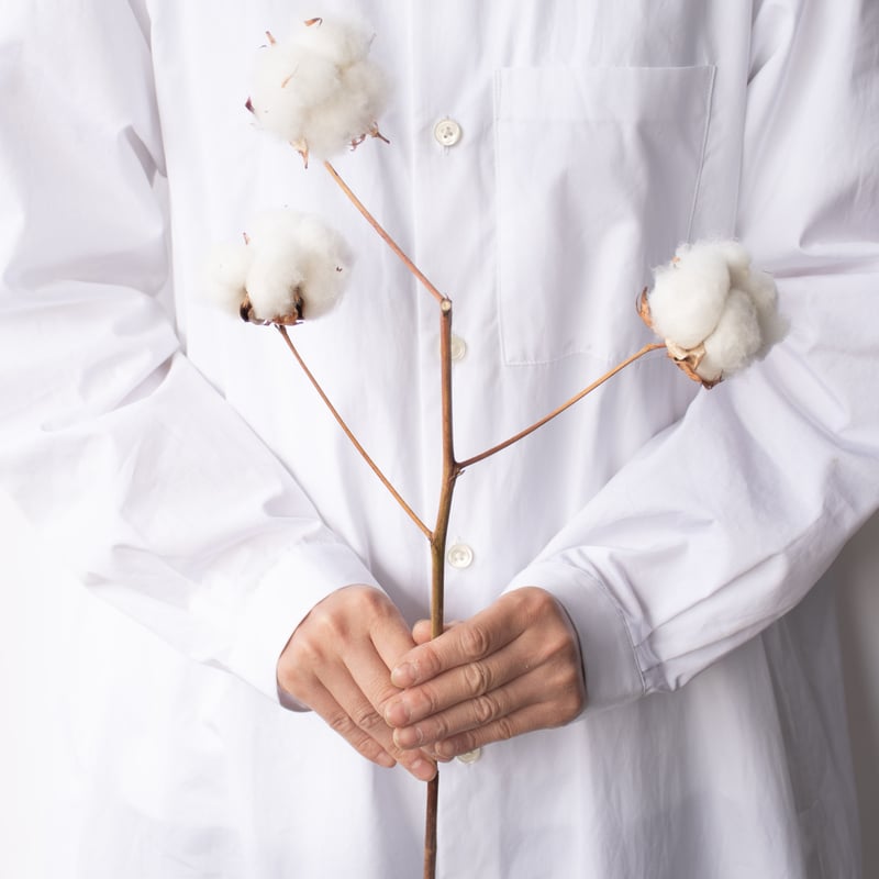 国産「コットンツリー」 | tokyo_shokubutsu_zufu