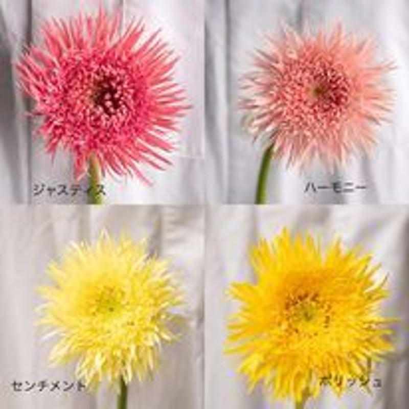 ガーベラ「スパイダーフルダブルミックス」 | tokyo_shokubutsu_zufu